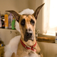 Image for article titled Marmaduke!: And 39 Other Blockbusters Coming Out Between May And August